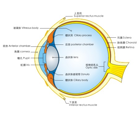 眼球结构图矢量素材
